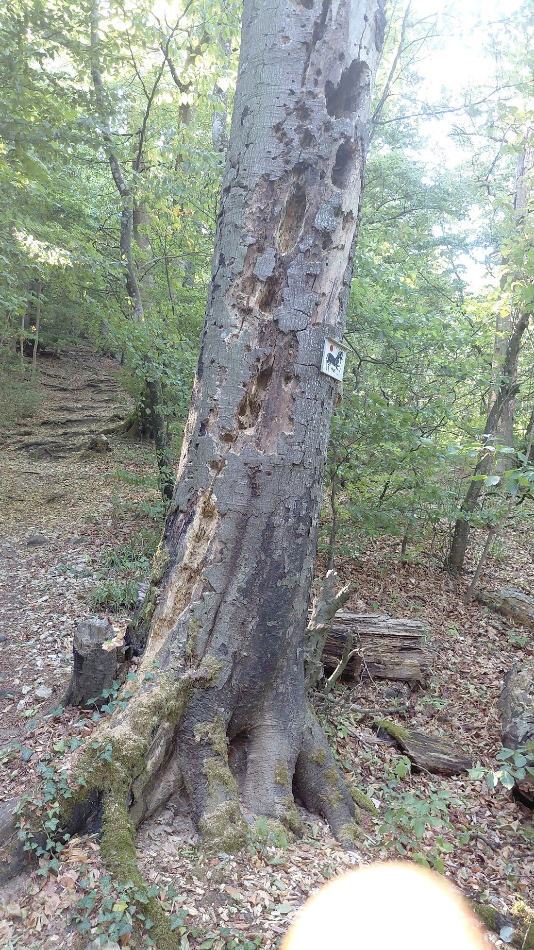 Horse Spirit surroundings